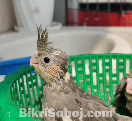 Cockatiel baby